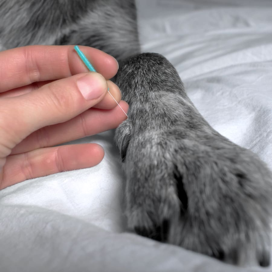 Veterinary acupuncture at Walnut Creek | Dog & Cat Acupuncture