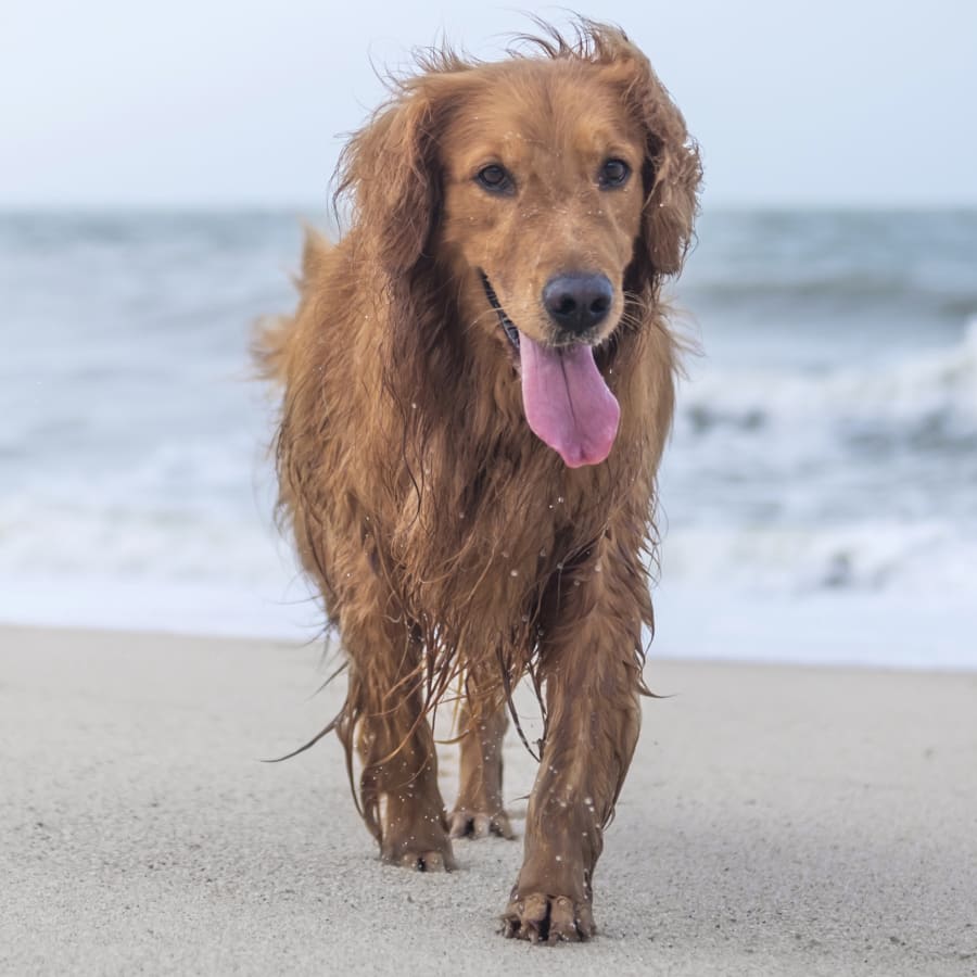 Geriatric Dog Care, Walnut Creek Geriatric Veterinarian