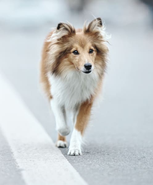 Welcome to Ygnacio Animal Hospital | Walnut Creek Veterinary Welcome to Ygnacio Animal Hospital | Walnut Creek Veterinary