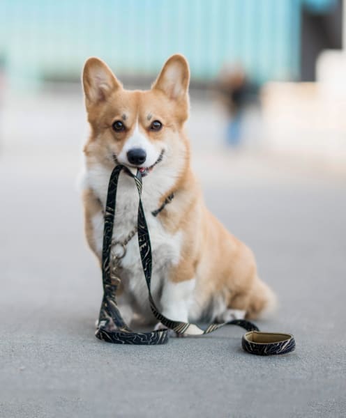 corgi on leash after vet exam