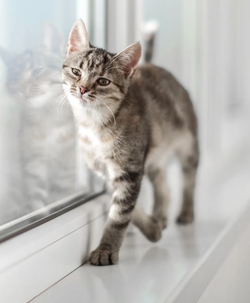 Welcome to Ygnacio Animal Hospital | Walnut Creek Veterinary Welcome to Ygnacio Animal Hospital | Walnut Creek Veterinary