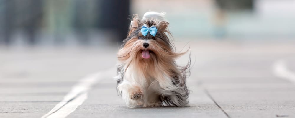 Welcome to Ygnacio Animal Hospital | Walnut Creek Veterinary Welcome to Ygnacio Animal Hospital | Walnut Creek Veterinary